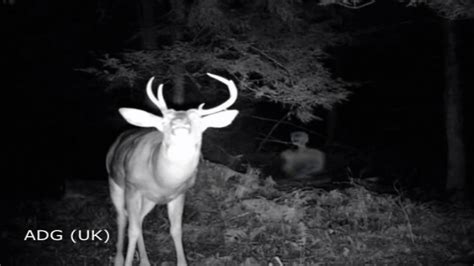 Unexplained Creatures Caught On Trail Cams 2014 Youtube