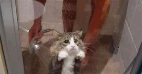 Wet Cat Is Not Happy Imgur