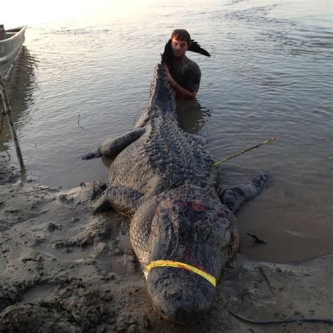 Two Record Sized Alligators Caught In Mississippi Page 3 Sick Chirpse