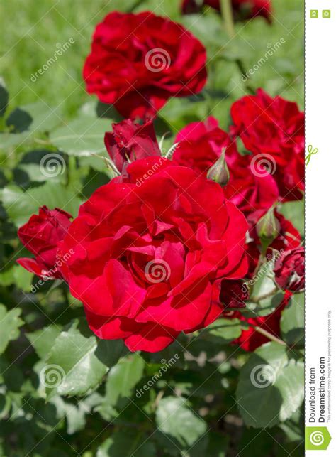 Red Garden Roses Stock Image Image Of Flowerbed Field 73563493