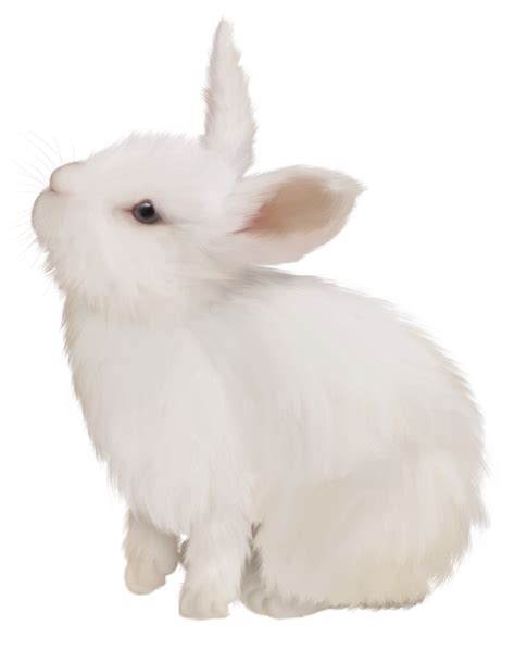 Domestic rabbit White Rabbit Easter Bunny European rabbit - White cute bunny png download - 951 ...