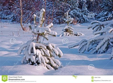 A Small Pine Covered With Snow Stock Photo Image Of Layer Covered