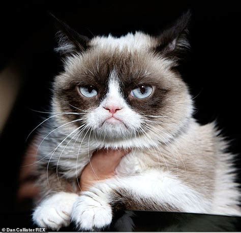 Internet Sensation Grumpy Cat Passes Away Grumpy Cat Cats And