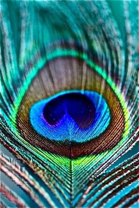Simply Stunning Vibrant Peacock Feather Peacock Feather Peacock