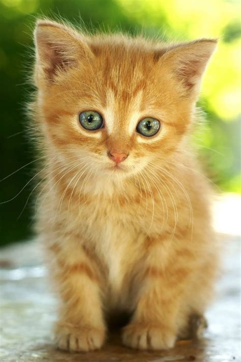 Cutest Orange Kitten Ever