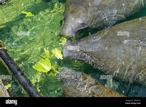 Manatee Eating Lettuce Hi Res Stock Photography And Images Alamy