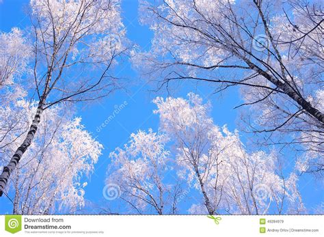 Winter Wood In Frost And Blue Sky Stock Image Image Of Weather Birch
