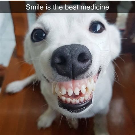 Dogscutesmilepetlove With Images Smiling Dogs Baby Dogs Cute Funny Animals