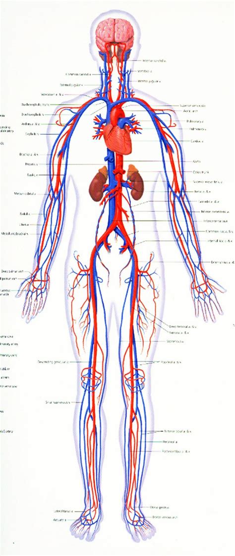 Cardiovascular Anatomy Diagram