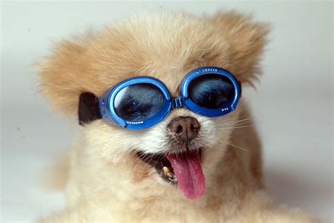 Doggles Roni Di Lullo Built An Empire Selling Sunglasses For Dogs