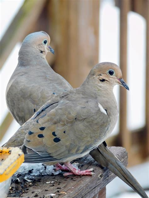 Pin On Lovely Doves And Pigeons
