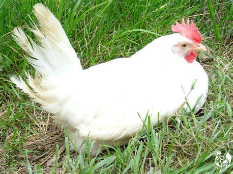 5 Chicken Breeds That Lay Beautifully Colored Eggs Rencana