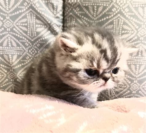 Exotic Shorthair Cats For Sale Milwaukee Wi 226834
