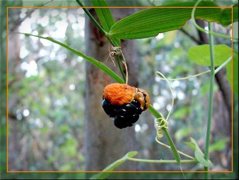 Wombat Berry Eustrephus Latifolius Flickr Photo Sharing