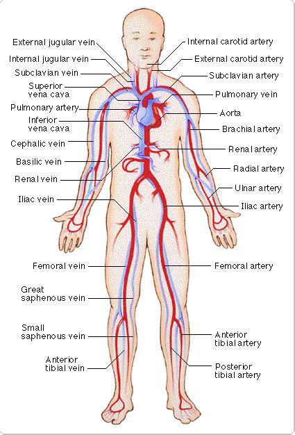They also take waste and carbon dioxide away from the tissues. Major Blood Vessels of the Body | word of the day i like the long weird words | HUMAN BLOOD ...
