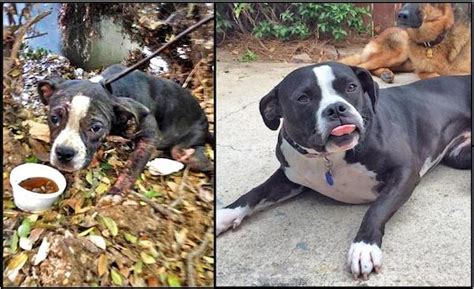 12 Incredible Dog Rescue Stories With Before And After Photos