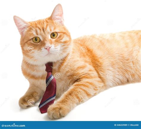 Serious Cat With A Tie Stock Image Image Of Curiosity 44633989