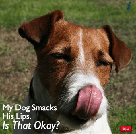 Also distract your cat with toys or a check with your cat's veterinarian if your cat is frequently sick. Why Is My Dog Smacking His Lips? - PetHelpful - By fellow ...