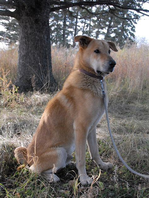Community With Images Chinook Dog Dogs Dog Breeds