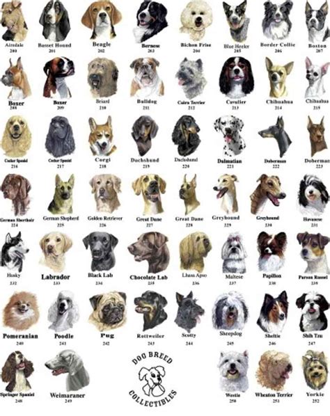 Best 25 All Breeds Of Dogs Ideas On Pinterest Dogs Of The World