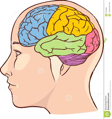 Diagrama De La Anatomía Del Cerebro Con Seccionado En Diversos Colores