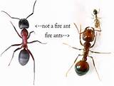 Are Red Ants Fire Ants