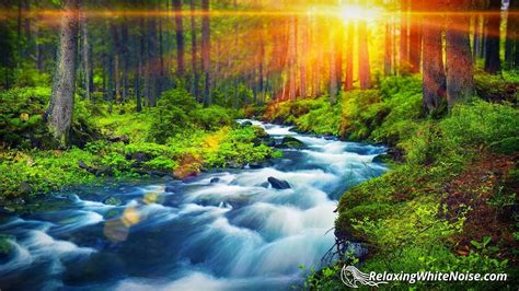 Forest River Peaceful Sounds For Relaxation Sleep Or Studying White