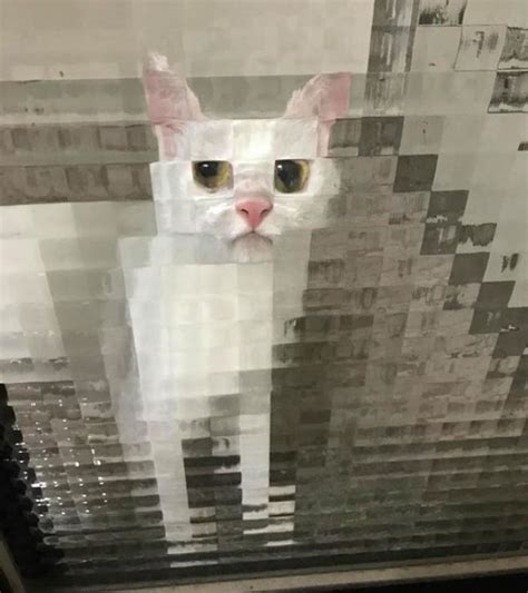 25 People Share Hilarious Times They Spotted A Pixel Cat In Real Life