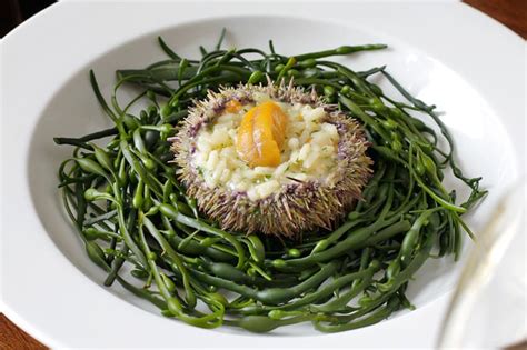 Sea Urchin Risotto Recipe From Lucia D Magazine