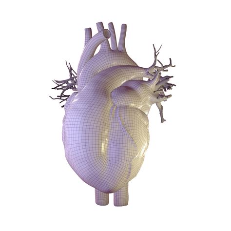 Human Heart Animation 3d Model Turbosquid 1473267