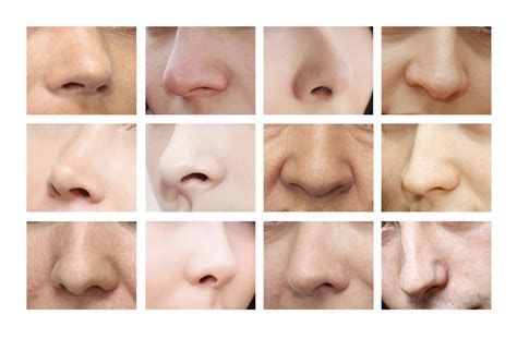 Artistic Anatomy Of The Nose And Face