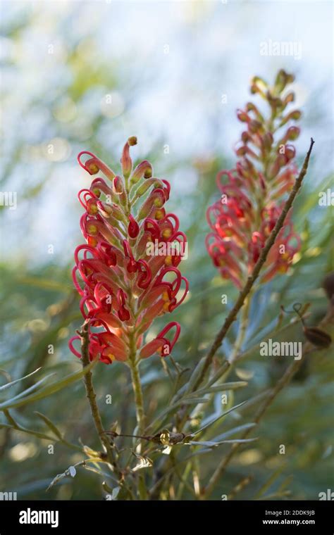 Australian Natives Flora Hi Res Stock Photography And Images Alamy