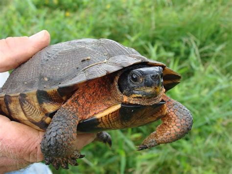8 Species Of Turtles That Live On Land A Detailed List