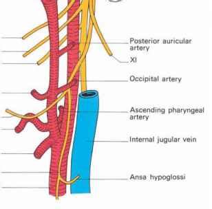 The External Carotid Artery Clinical Features Click To Cure Cancer