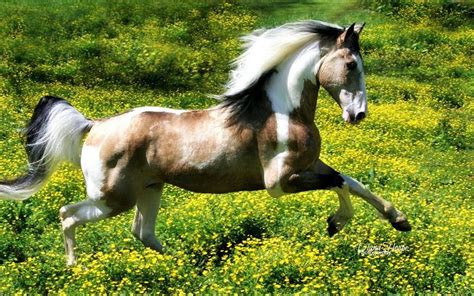 Spotted Saddle Horse Our Farm Pinterest Saddles Horse And Horse