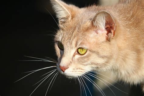 Bezplatný Obrázek Cat Portrét Zvířecí Mazlíček Kožešiny Roztomilý