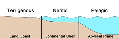 Sediment deposits in the continental margin are called neritic deposits. The Geophile Pages: Lessons: Oceanography