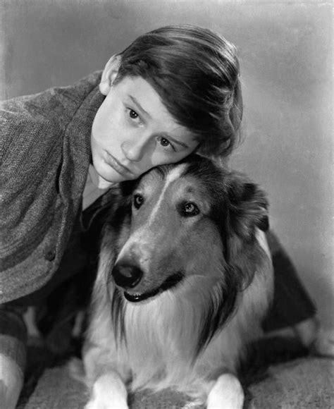 Lassie Come Home Roddy Mcdowall Lassie 1943 Photo Print