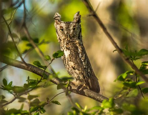 A Screech Owl Blending In Smithsonian Photo Contest Smithsonian