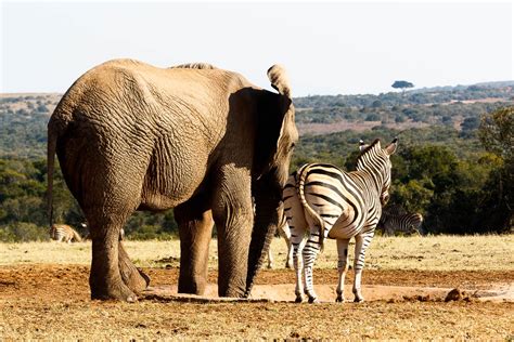 Elephant And Zebra Standing Together Elephant And Zebra Standing