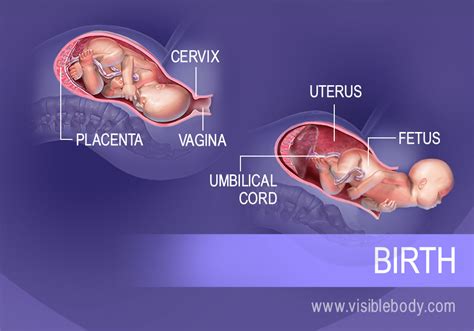 Reproductive Process