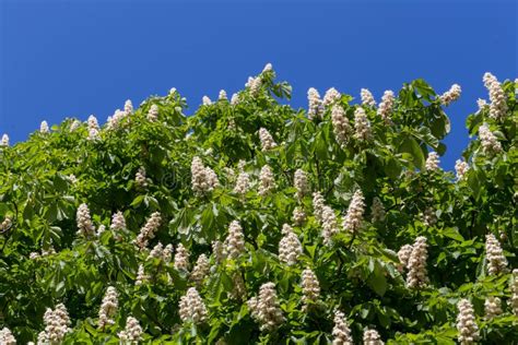 Flowering Branches Of Chestnut Tree Stock Photo Image Of Garden