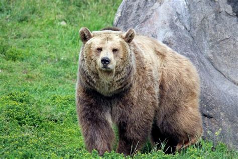 Are There Grizzly Bears In Colorado Unveiling The Facts