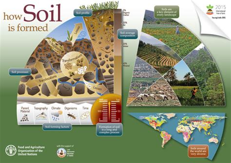 Soil Infographics Global Soil Partnership Food And Agriculture