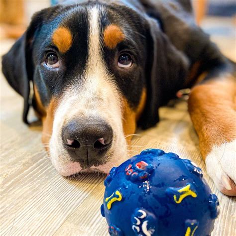 15 Amazing Facts About Entlebucher Mountain Dogs You Probably Never