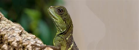 We also offer reptiles and other exotic animals from around the world. Cool Reptiles: 7 Best Pet Lizards & Snakes | PetSmart