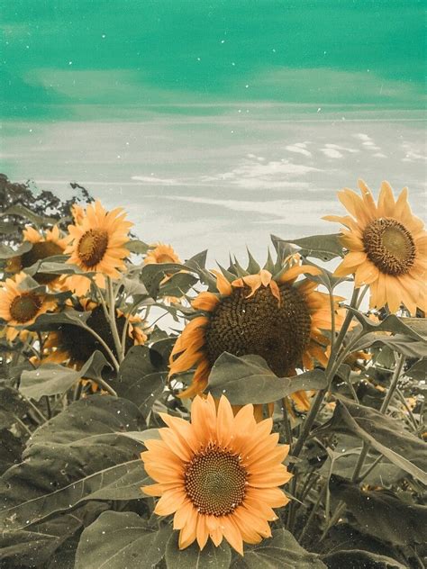 Wallpaper hidup bunga matahari for android apk download from image.winudf.com. Bunga matahari | Lukisan bunga matahari, Poster bunga ...