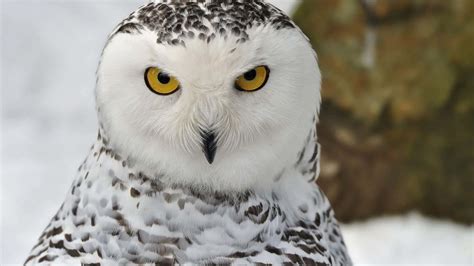 Download Majestic Snowy Owl Perched In Snow Wallpaper