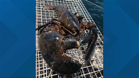 Twenty Five Pound 100 Year Old Lobster Caught Off Maine Coast