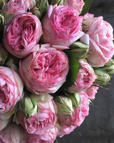 Alexandra Farms Garden Roses On Instagram Fairynuffflowers Shared